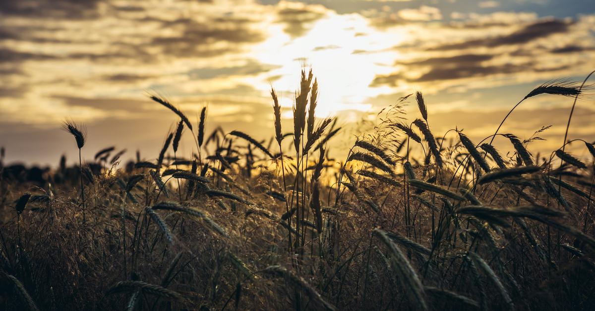 A surprising rollercoaster.  Will we see increases in food prices in 2024?