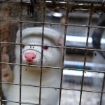 Fur farms to be closed down?  The Greens will submit a bill