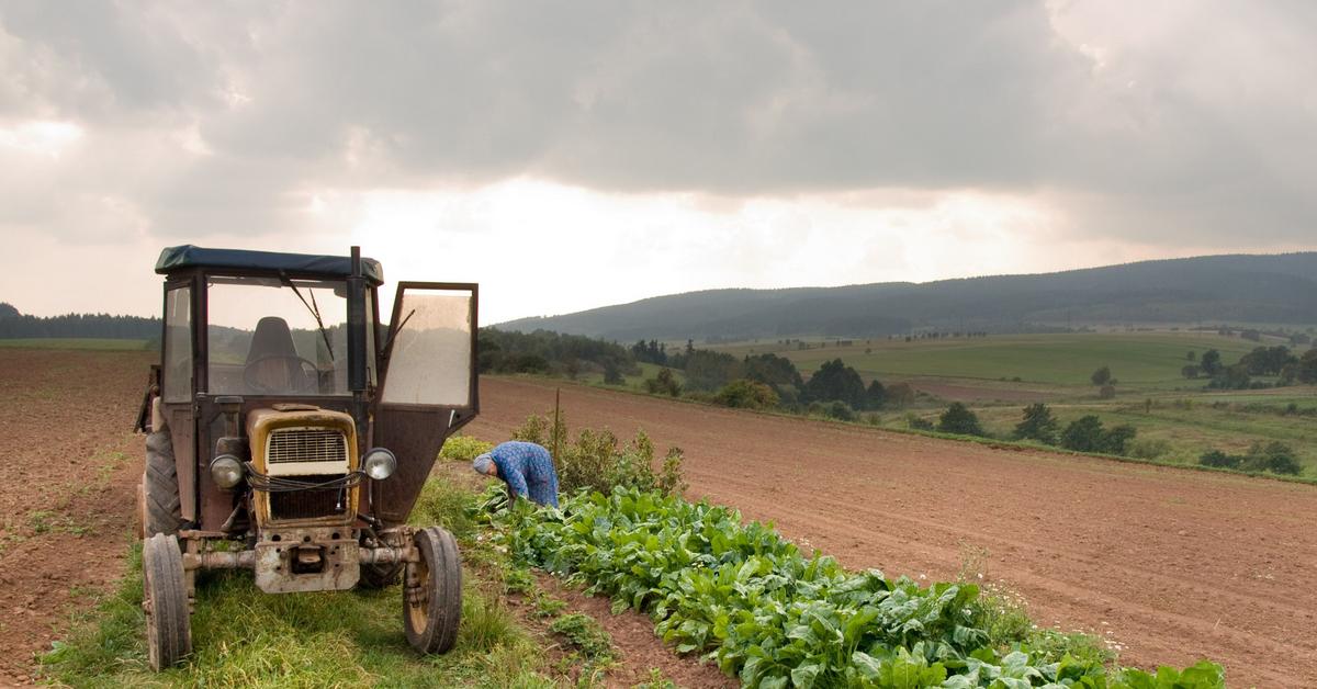 The image of a peasant in rubber boots, a trunk and with a pitchfork is a thing of the past.  What is a Polish farmer like today?  (INTERVIEW)