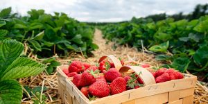 More and more Polish strawberries on the market.  They are getting cheaper