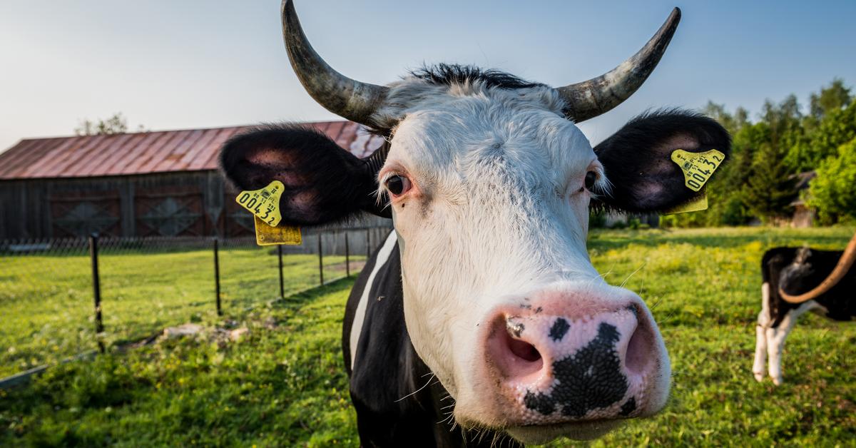 Danish farmers will pay a climate tax on CO2 emissions.  the program will start in 2030