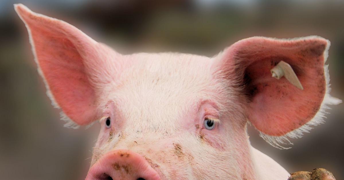 Non-human animals as political entities?  It's time to change EU regulations