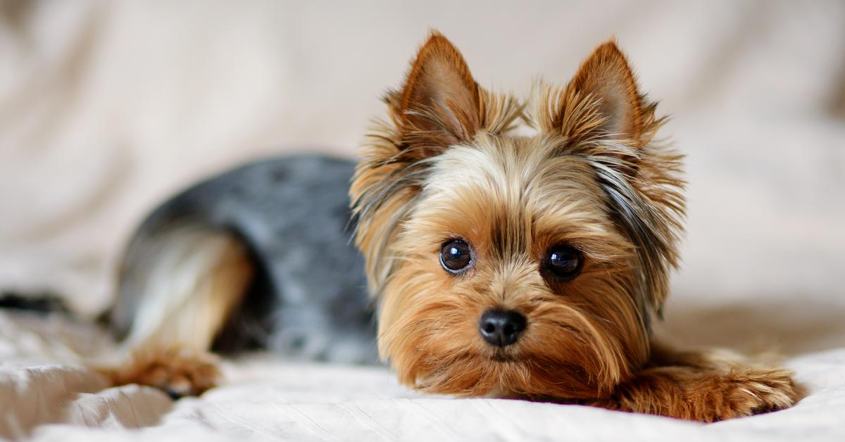 LOT suspends the possibility of transporting dogs. The ban applies to travel to one country